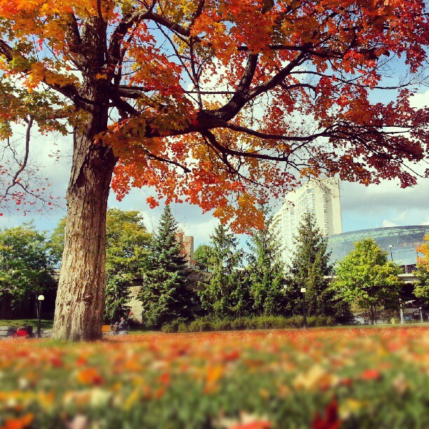 Fall in Ottawa.