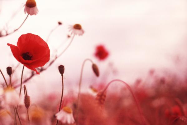 Remembrance Day Protest in Toronto