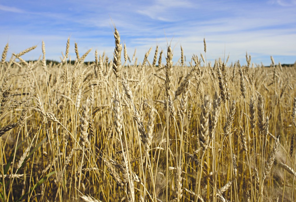 The Canadian Wheat Board is officially dead